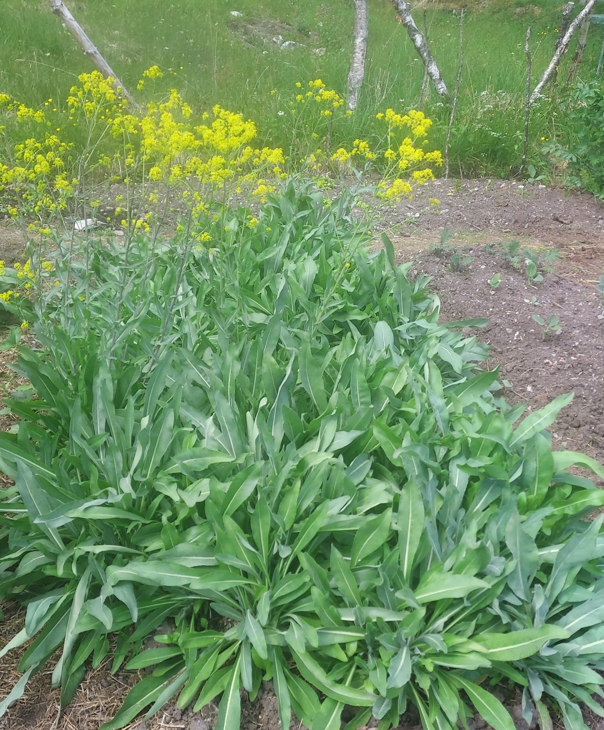 grønne planter i en åker